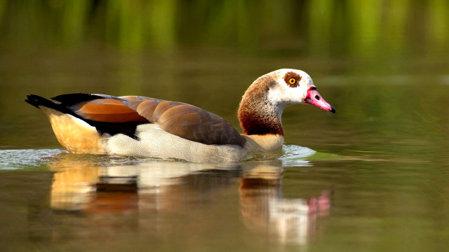Duck beak pond reeds pink free wallpaper for desktop - medium preview image