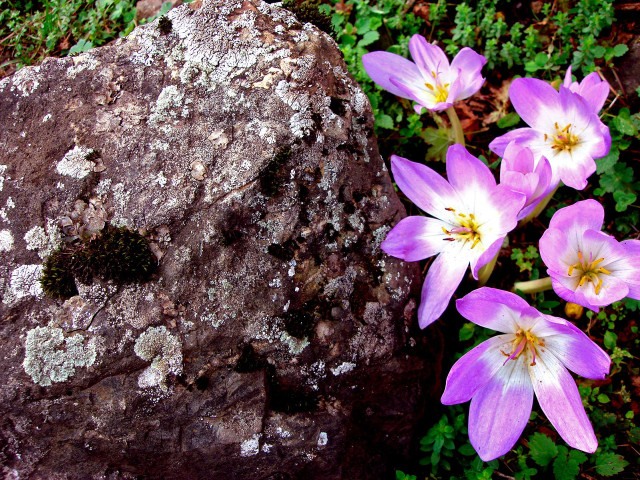 Rock flowers moss growing nature free wallpaper for desktop - medium preview image