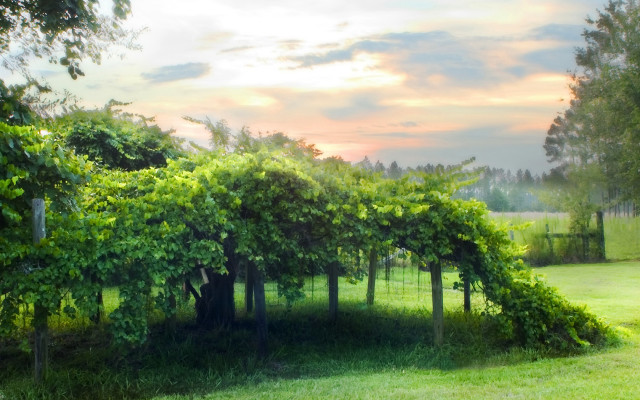 Trees field sky clouds distance #2 free wallpaper for desktop - medium preview image