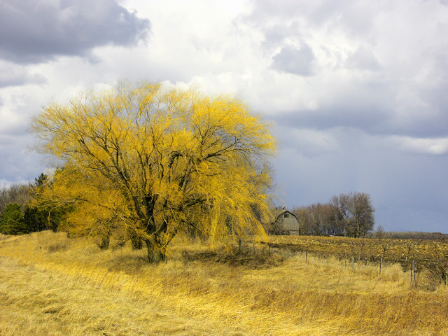 Tree yellow leaves field barn #2 free wallpaper for desktop - medium preview image