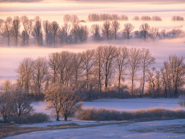 Foggy landscape trees road field free wallpaper for desktop - medium preview image