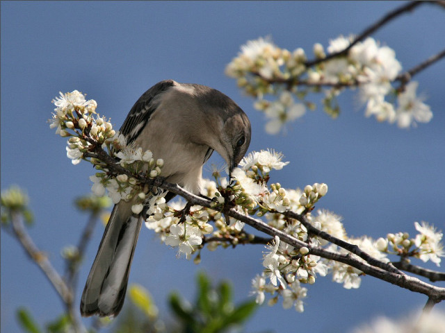Bird branch whiteflowers blue sky free wallpaper for desktop - medium preview image
