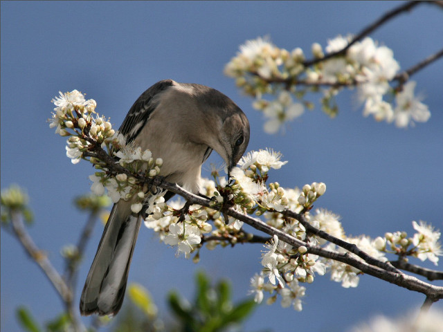 Bird branch white flowers blue #3 free wallpaper for desktop - medium preview image
