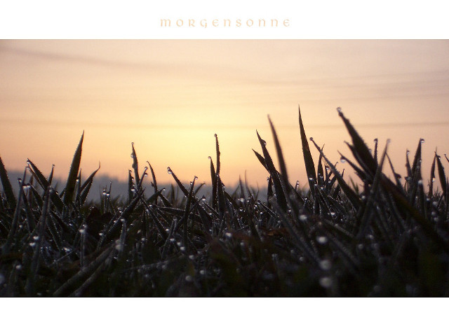 Sunset field grass water drops free wallpaper for desktop - medium preview image