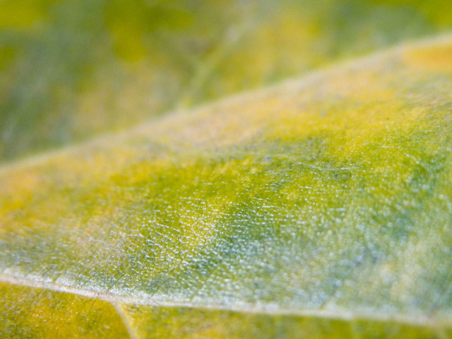 Close up leaf yellow green #4 free wallpaper for desktop - medium preview image