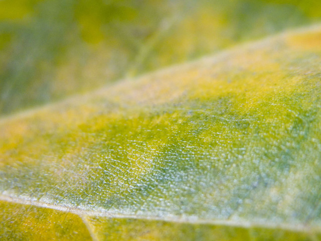 Close up leaf yellow green #3 free wallpaper for desktop - medium preview image