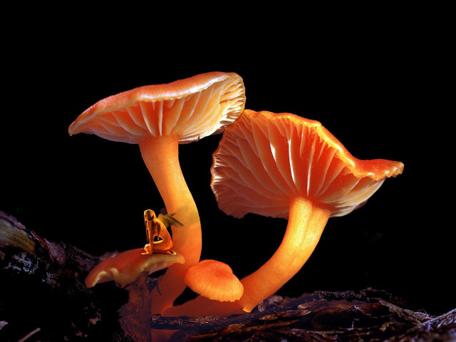 Two orange mushrooms tree branch free wallpaper for desktop - medium preview image
