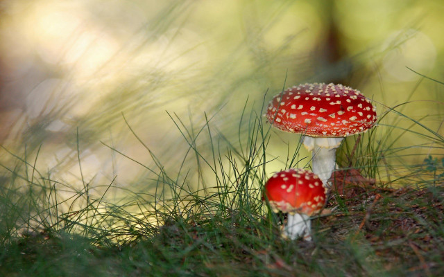 Two mushrooms grass woods near free wallpaper for desktop - medium preview image