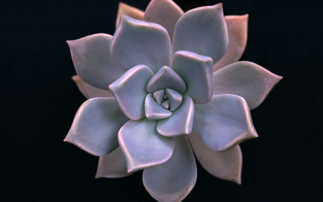 Large white flower black background #3 free wallpaper for desktop - medium preview image