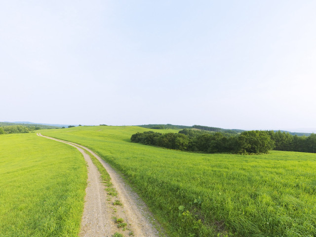 Dirt road lush green field #3 free wallpaper for desktop - medium preview image