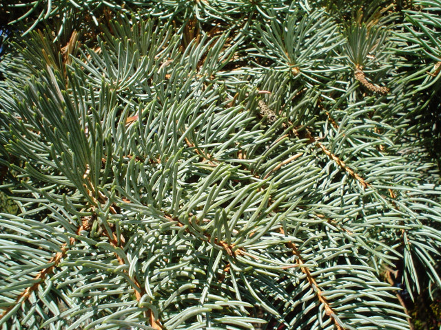 Pine tree closeup needles branches free wallpaper for desktop - medium preview image