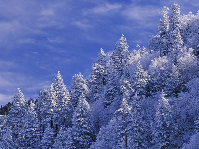 Snowy forest blue sky cherry #3 free wallpaper for desktop - medium preview image