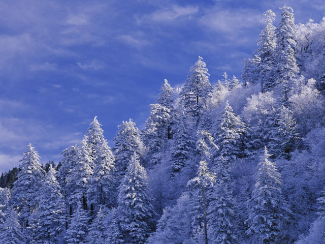 Snowy forest blue sky trees free wallpaper for desktop - medium preview image