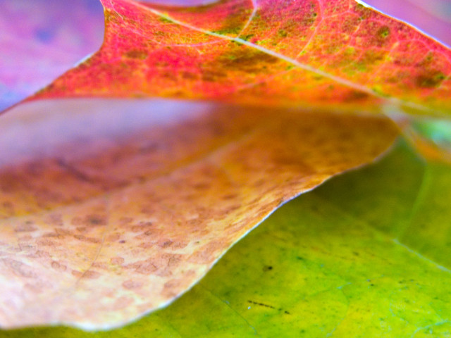 Leaf closeup blurry background green free wallpaper for desktop - medium preview image