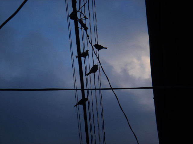Birds sitting wire sky dusk #2 free wallpaper for desktop - medium preview image