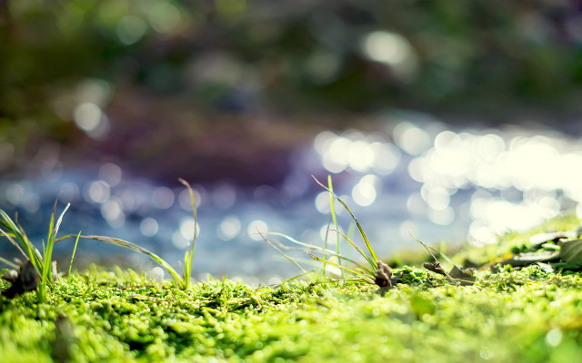 Mossy water bokeh green nature free wallpaper for desktop - medium preview image