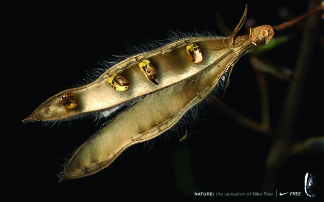 Seed pod with attached seed free wallpaper for desktop - medium preview image