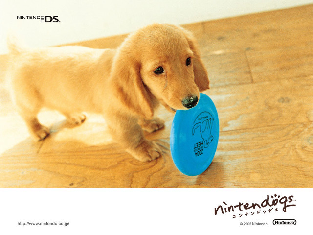 Puppy holding blue frisbee floor free wallpaper for desktop - medium preview image