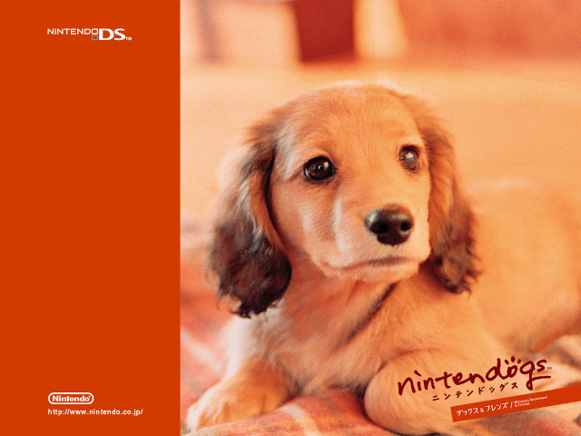 Dog bed nintendo wii controller free wallpaper for desktop - medium preview image