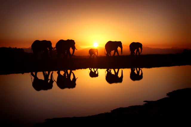 Elephants lake sunset silhouette group free wallpaper for desktop - medium preview image