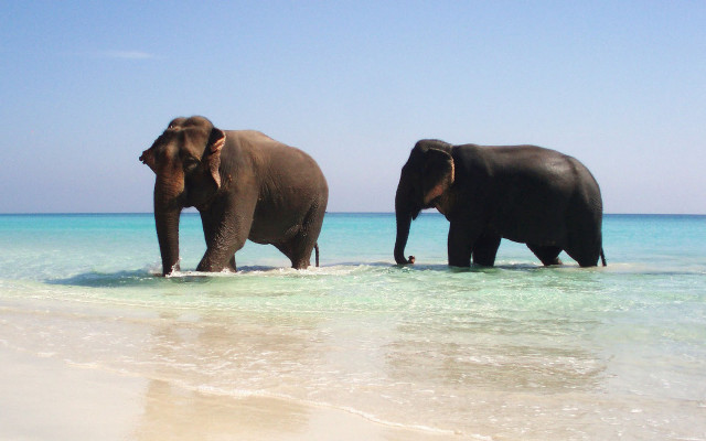 Elephants walking water beach ocean free wallpaper for desktop - medium preview image