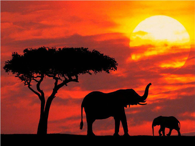 Elephants sunset tree red sky free wallpaper for desktop - medium preview image