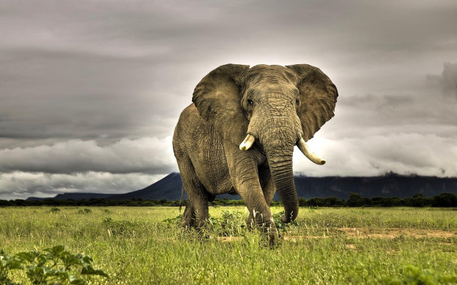 Elephant field cloudy sky mountain #3 free wallpaper for desktop - medium preview image
