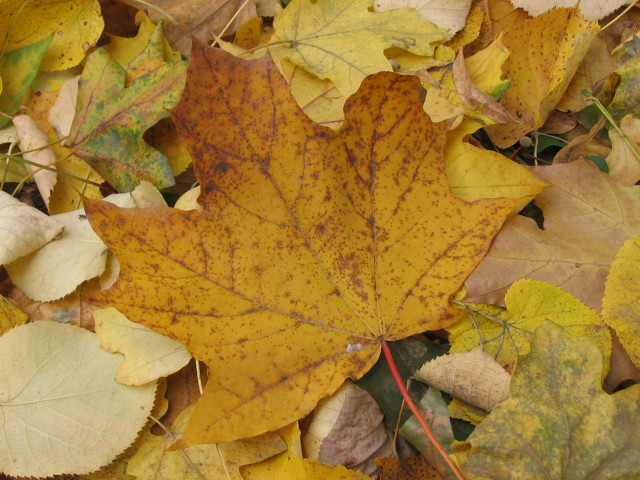 Yellow leaf fall ground surrounded free wallpaper for desktop - medium preview image