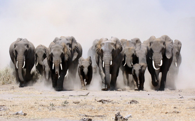 Elephants herd dry grass dust free wallpaper for desktop - medium preview image