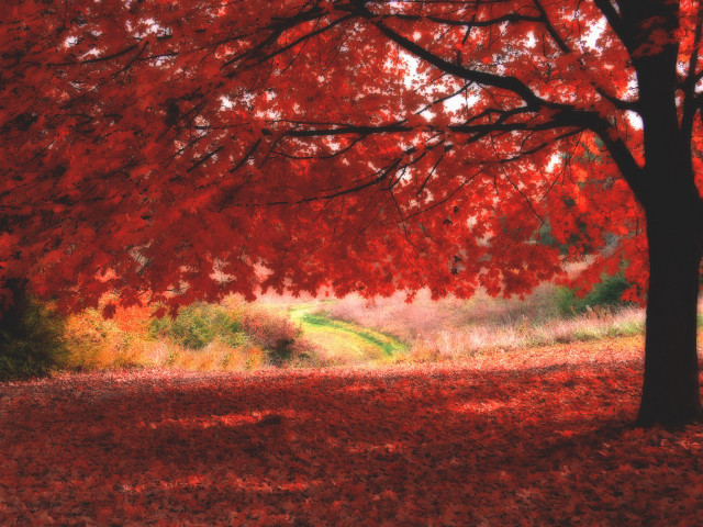 Tree red leaves bench park free wallpaper for desktop - medium preview image