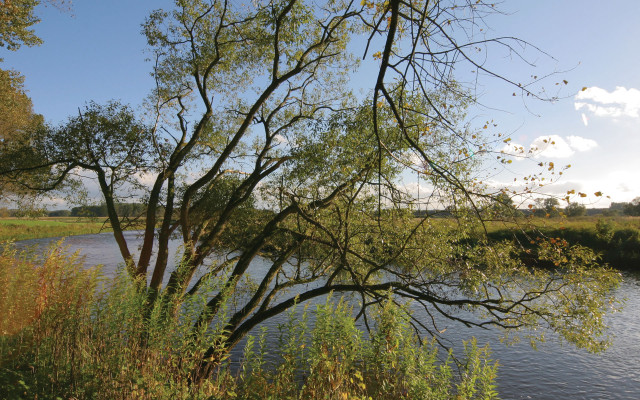 River trees grassy clouds ecological #3 free wallpaper for desktop - medium preview image