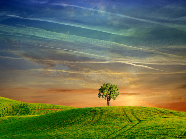 Lone tree green field sunset free wallpaper for desktop - medium preview image