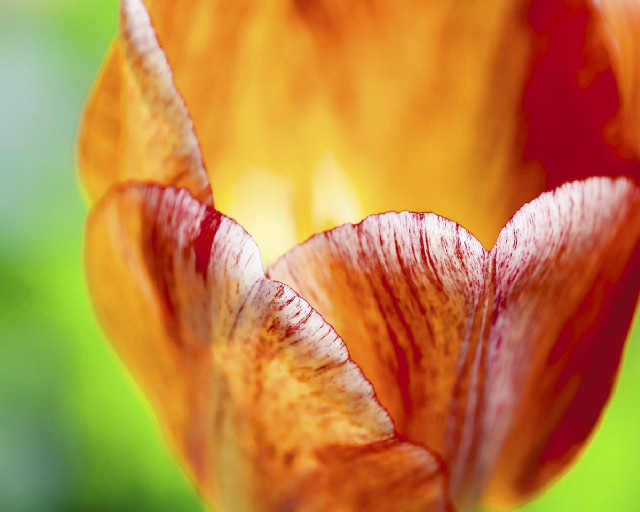 Flower bud closeup blurry background free wallpaper for desktop - medium preview image