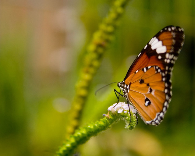 Butterfly flower field grass blurry free wallpaper for desktop - medium preview image