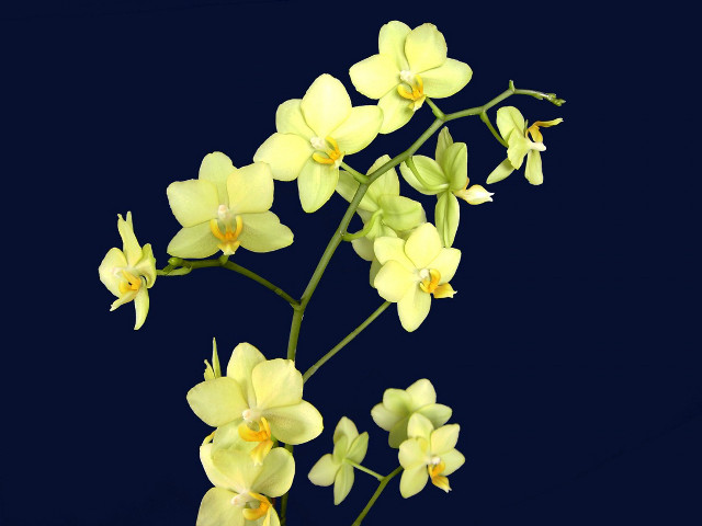 Yellow flowers black background blue #2 free wallpaper for desktop - medium preview image