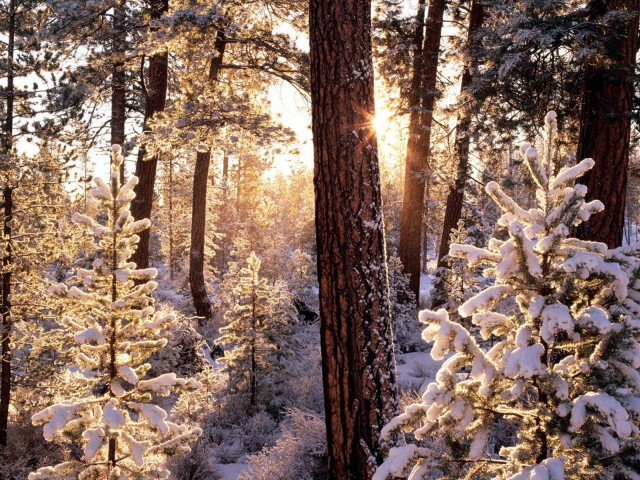 Snowy forest path sunlight trees #2 free wallpaper for desktop - medium preview image