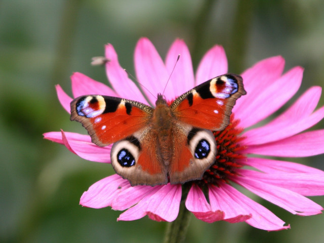 Butterfly pink flower blurry background #4 free wallpaper for desktop - medium preview image