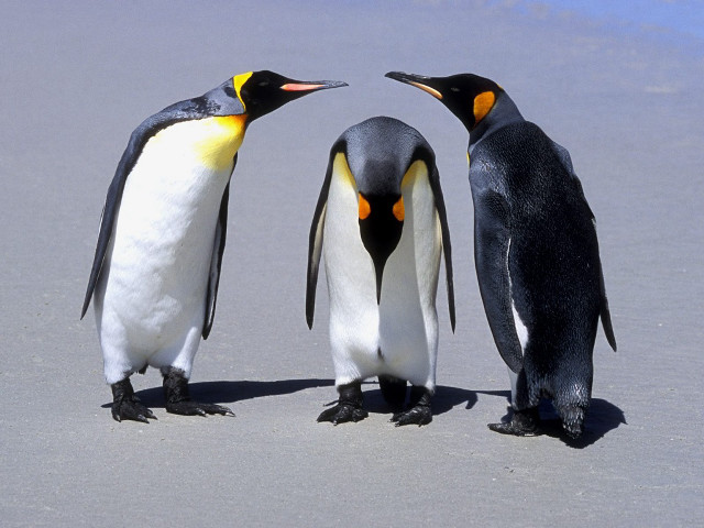 Three penguins beach touching beaks free wallpaper for desktop - medium preview image
