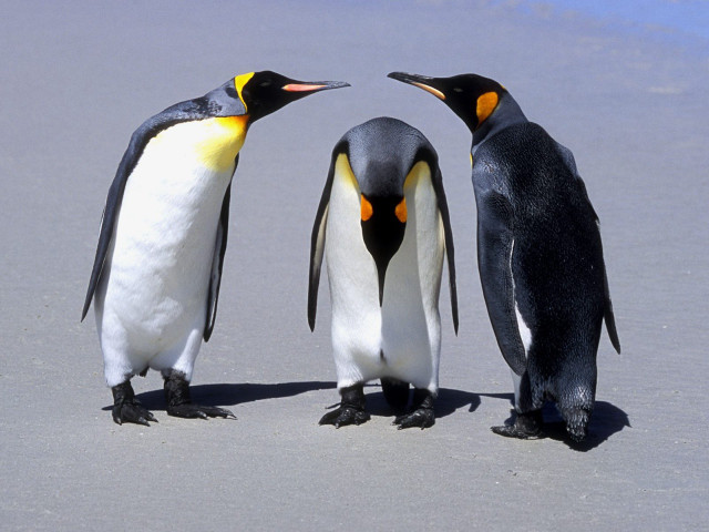 Three penguins beach foreheads touching free wallpaper for desktop - medium preview image