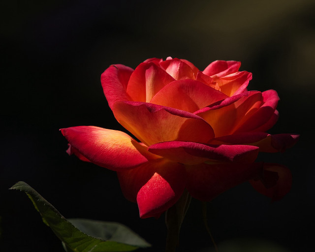 Red rose green stem dark free wallpaper for desktop - medium preview image