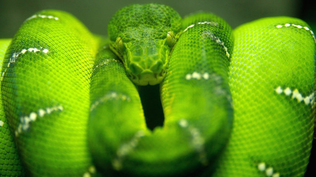 Green snake curling macro blurry free wallpaper for desktop - medium preview image