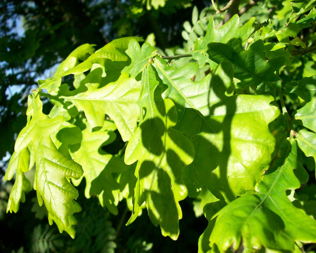 Leafy tree closeup leaves branches #2 free wallpaper for desktop - medium preview image
