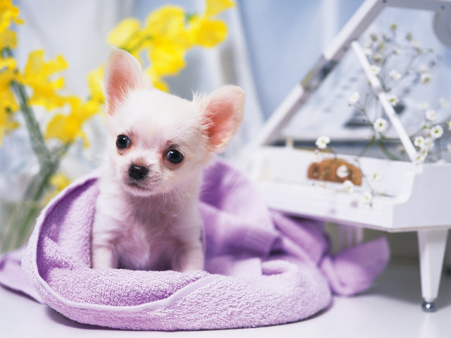Small white dog purple blanket #3 free wallpaper for desktop - medium preview image