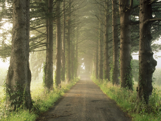 Dirt road tall trees grass #5 free wallpaper for desktop - medium preview image