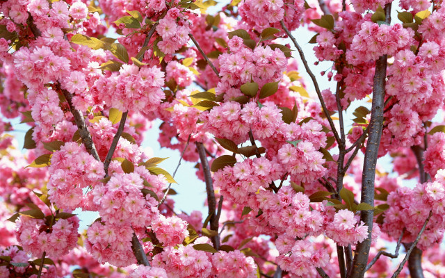 Pink flower tree green leaves #3 free wallpaper for desktop - medium preview image