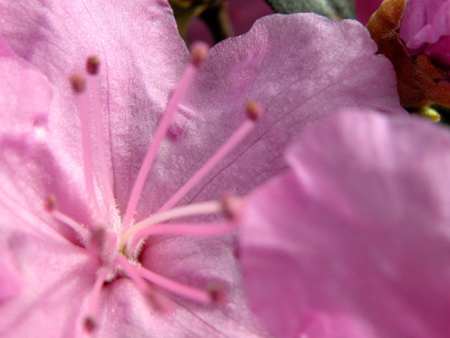 Pink flower macro hanami blurry free wallpaper for desktop - medium preview image
