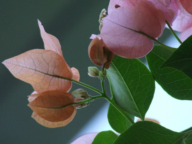 Pink flower green leaves blurry #7 free wallpaper for desktop - medium preview image