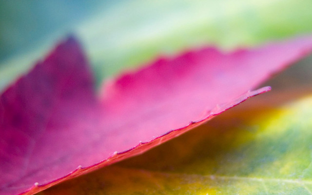 Pink leaf green surface yellow free wallpaper for desktop - medium preview image