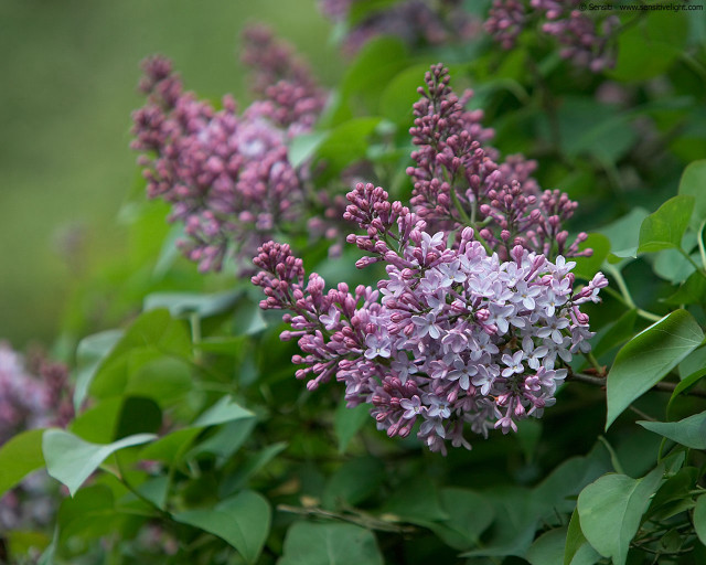 Purple flowers bush leaves branches #3 free wallpaper for desktop - medium preview image