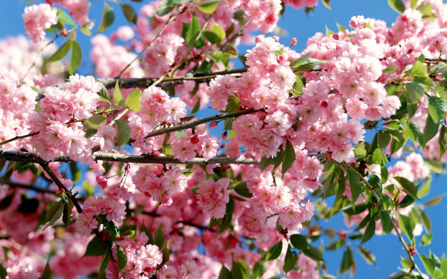 Pink flower tree sunny clear free wallpaper for desktop - medium preview image